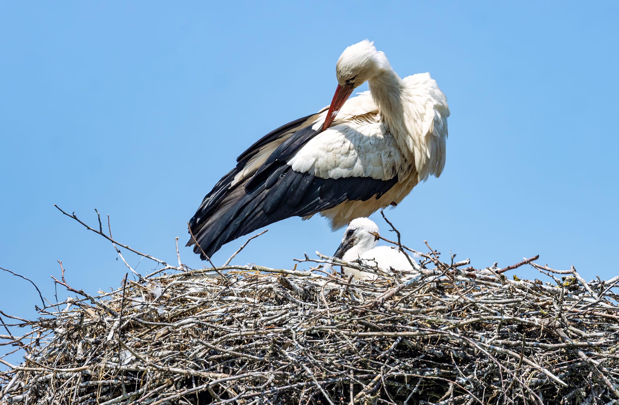 Kinderboerderij